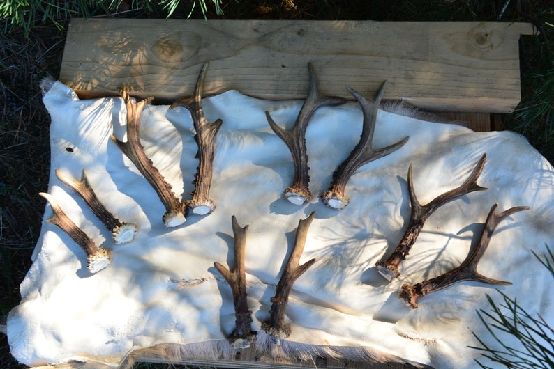 RANDOM corno di capriolo Corna di capriolo europeo regalo perfetto per la casa intaglio naturale del teschio da masticare Set PAIR per la salute del cane presente immagine 9