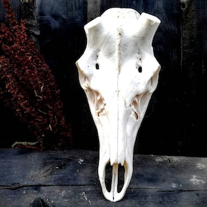 Real red deer skull, European red deer skull, skull carving, whole white skull |