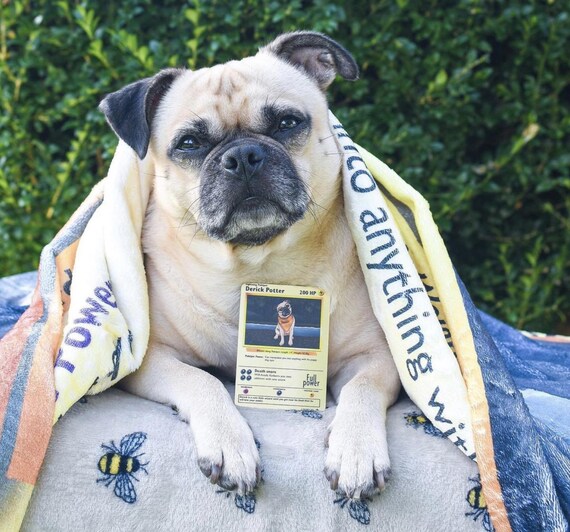 pug pokemon card My Pug, Rufus C.T. Pugsley has decided to become a Pokmon Trainer Custom Pokemon Cards, Personalized Pokmon
