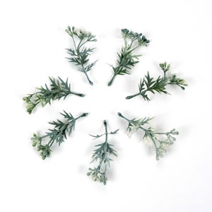 May include: A collection of eight sprigs of green foliage with white flower buds arranged in a circular pattern on a white background.