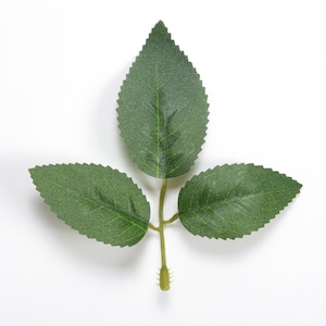 以下が含まれることがあります： 緑の葉が3枚ついた茎のクローズアップ。葉は表面がざらざらしていて、対称的に配置されています。