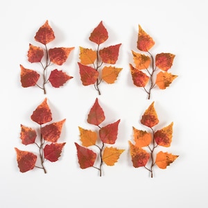 Puede incluir: Seis ramas de hojas otoñales en tonos rojos, naranjas y amarillos están dispuestas sobre un fondo blanco. Las hojas tienen una apariencia texturizada y las ramas son finas y marrones. La disposición es simétrica y evoca un tema otoñal.