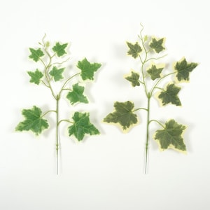 Op de afbeelding: Twee kunstmatige klimopstelen met groen en crèmekleurig blad. De bladeren hebben een klassieke klimopvorm en zijn gerangschikt langs dunne, groene stelen. Ideaal om een vleugje natuur toe te voegen aan bloemstukken of woondecoratie.