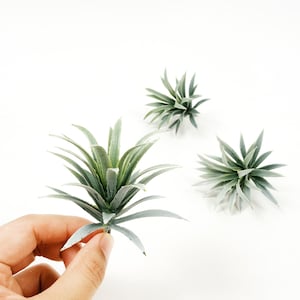 May include: Three small, artificial air plants with spiky, gray-green leaves. One plant is held by a hand, while the other two are scattered on a white surface. The plants have a realistic appearance, suitable for home decor.