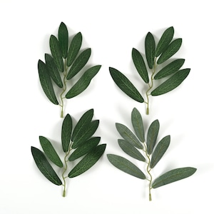 Op de afbeelding: Vier takjes met groene bladeren, elk takje heeft een stengel en meerdere bladeren. De bladeren zijn symmetrisch gerangschikt.