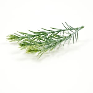 May include: A sprig of artificial greenery with needle-like leaves. The faux plant has a light green color with a dusting of white, and is set against a white background. This decorative element is suitable for various craft projects and home decor.