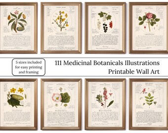 Downloadable Botanical Decor Vintage Digital Floral Print Wall Art Fruit Printable Wall Art Botanical Bundle Prints Decor Farmhouse