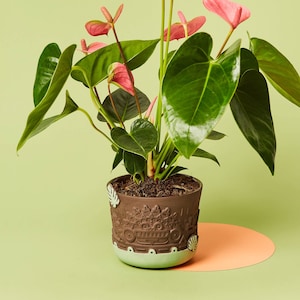 Könnte beinhalten: Anthurium-Pflanze in einem dekorativen braunen Topf mit hellgrüner Basis und Blättermotiven. Die Pflanze hat große, glänzende grüne Blätter und rosa herzförmige Blüten. Der Topf ist mit Erde gefüllt und steht auf einem hellgrünen Hintergrund.