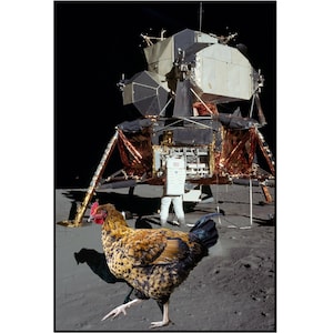 Animaux de compagnie dans l’espace, Portrait d’animal de compagnie personnalisé, Photo personnalisée d’animal familier, poulet d’espace, carte d’animal de compagnie d’espace, photo d’animal familier d’amusement, portrait personnalisé d’animal familier, art de poussin