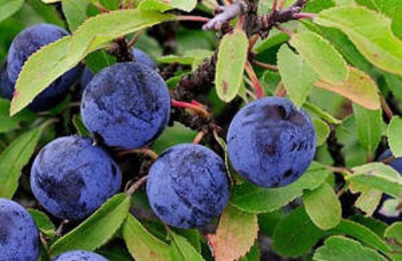 Sloe Berries. 1LB or 454g of SLOE berries for making Sloe Gin. Etsy