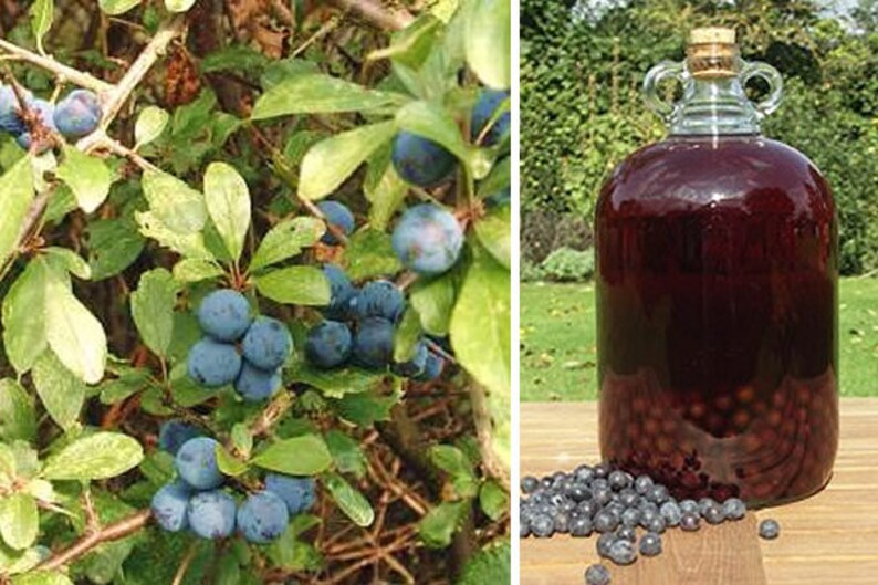 Sloe Berries. 1LB or 454g of SLOE berries for making Sloe Gin. Etsy