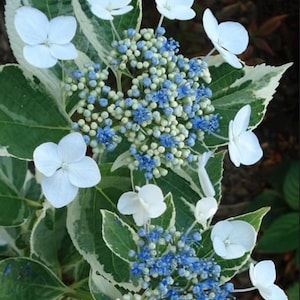 May include: A lacecap hydrangea flower head featuring clusters of small, vibrant blue fertile florets surrounded by larger, white sterile sepals. The plant has variegated green and white leaves with serrated edges and a distinct cream-colored margin.