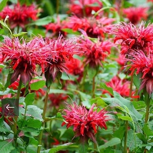 May include: A vibrant field of red bee balm flowers in full bloom. The flowers have a unique, spiky appearance with a deep red hue, contrasted by green foliage. The image captures the natural beauty of the flowering plants.
