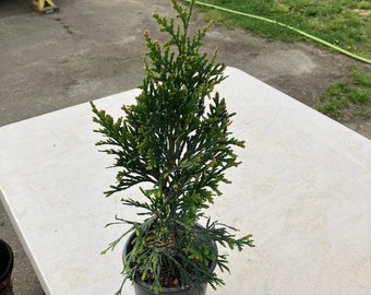 1) Thuja Green Giant Arborvitae 12-15" tall...FREE SHIPPING!