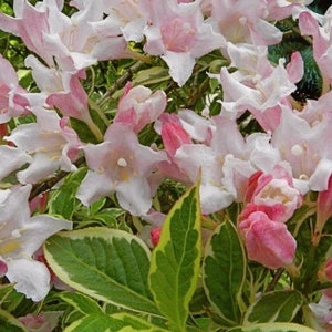 May include: Close-up of a cluster of Weigela flowers. The blossoms are a mix of white and light pink, with some buds showing a deeper pink hue. The leaves are green with yellow edges, creating a vibrant contrast.