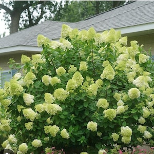 May include: A lush green hydrangea bush with numerous creamy white and light green flower clusters. The shrub is in full bloom, with a backdrop of a house and a tree.