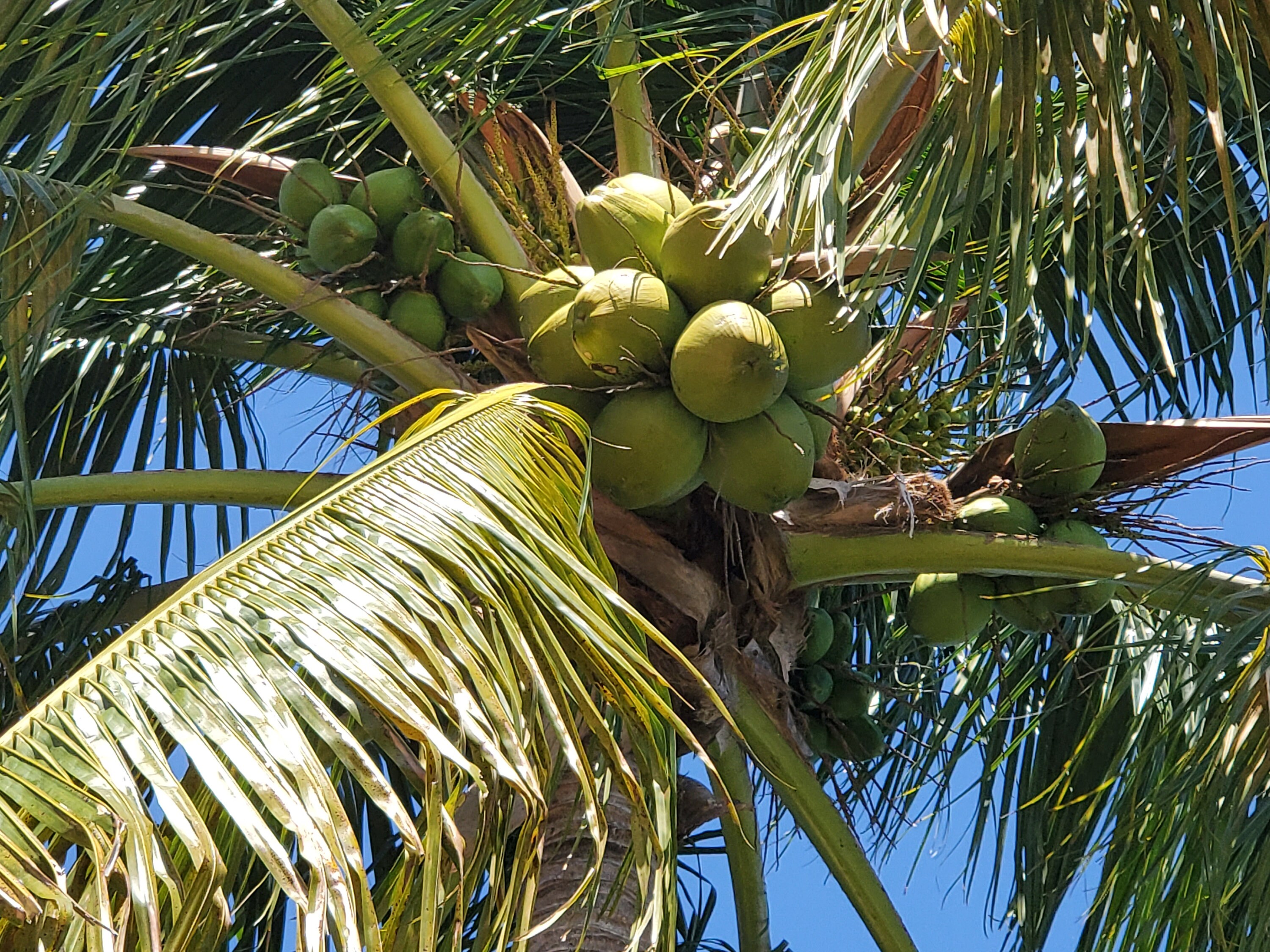 Coconuts Green & Fresh W/ Water Etsy