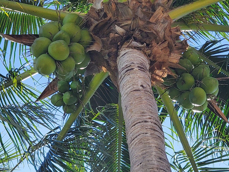 South Florida Coconuts Fresh & Green Etsy