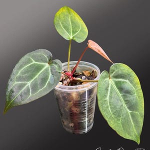 Puede incluir: Planta de anturio en un vaso de pl&aacute;stico transparente. La planta tiene hojas verdes grandes en forma de coraz&oacute;n con venas prominentes y un tallo rojizo. Las hojas tienen un degradado de verde y amarillo. El fondo es gris oscuro.
