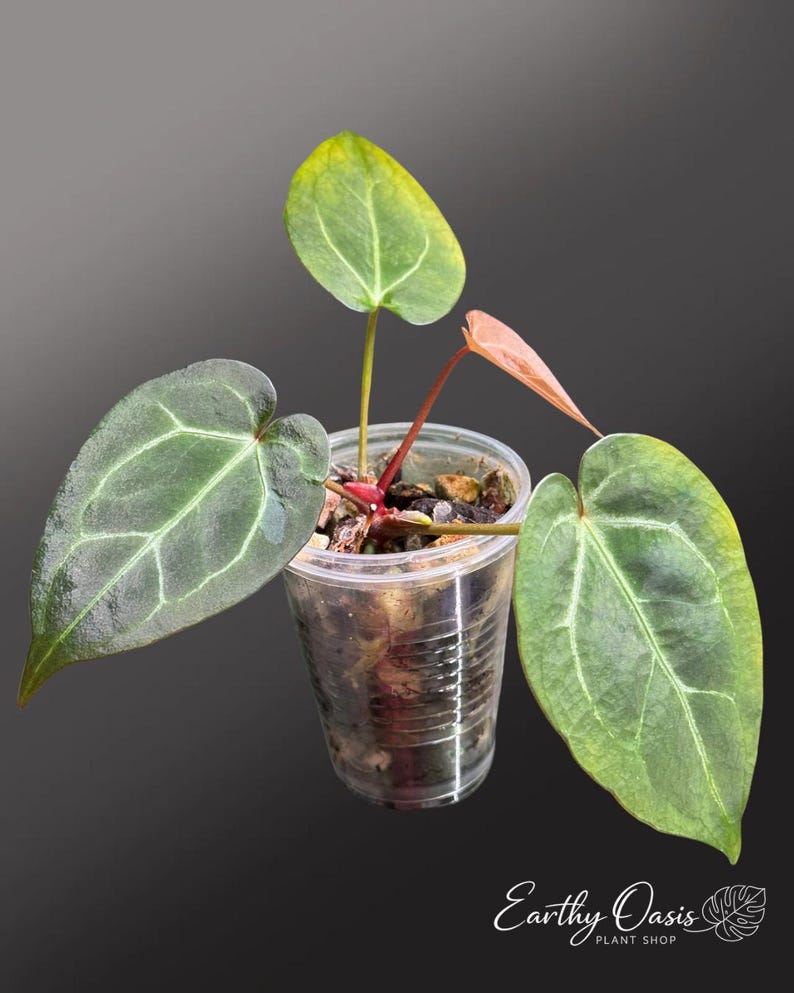 Puede incluir: Planta de anturio en un vaso de pl&aacute;stico transparente. La planta tiene hojas verdes grandes en forma de coraz&oacute;n con venas prominentes y un tallo rojizo. Las hojas tienen un degradado de verde y amarillo. El fondo es gris oscuro.