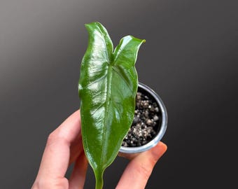 Potencia Alocasia Zebrina Starter Stripe