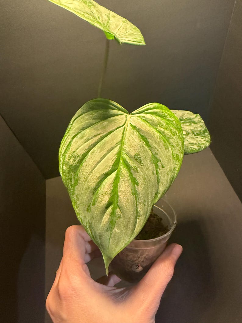 Philodendron Majestic Hybrid - Thumbnail 4