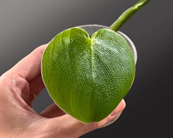 Corte superior texturizado de piel de cerdo Philodendron Rogosum