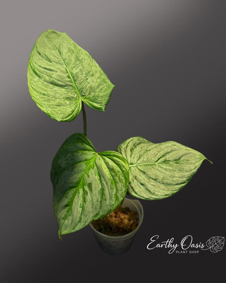 Philodendron Majestic Hybrid