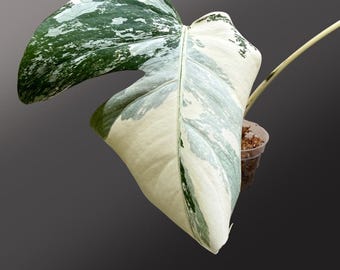 Monstera Albo, esqueje de dos hojas, alta variegación.