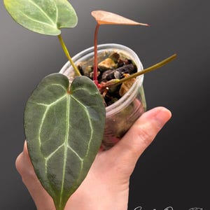 Puede incluir: Una peque&ntilde;a planta en maceta con hojas verdes oscuras veteadas y un tallo rojizo. La planta est&aacute; en una maceta de pl&aacute;stico transparente llena de tierra y peque&ntilde;as rocas. Las hojas tienen una forma y textura &uacute;nicas.
