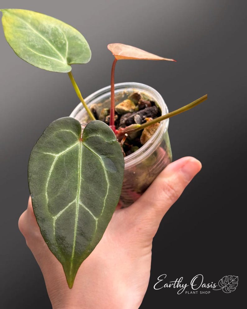 Puede incluir: Una peque&ntilde;a planta en maceta con hojas verdes oscuras veteadas y un tallo rojizo. La planta est&aacute; en una maceta de pl&aacute;stico transparente llena de tierra y peque&ntilde;as rocas. Las hojas tienen una forma y textura &uacute;nicas.