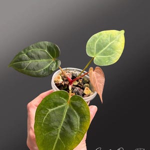 Puede incluir: Una peque&ntilde;a planta en maceta con hojas grandes en forma de coraz&oacute;n en tonos verdes y amarillos. La planta tiene un tallo rojo y est&aacute; en una maceta de pl&aacute;stico transparente. La imagen est&aacute; sobre un fondo gris oscuro. El texto "Earthy Oasis PLANT SHOP" es visible.