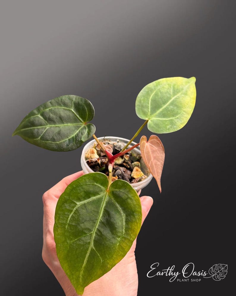 Puede incluir: Una peque&ntilde;a planta en maceta con hojas grandes en forma de coraz&oacute;n en tonos verdes y amarillos. La planta tiene un tallo rojo y est&aacute; en una maceta de pl&aacute;stico transparente. La imagen est&aacute; sobre un fondo gris oscuro. El texto "Earthy Oasis PLANT SHOP" es visible.