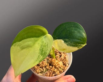 Jade satinado Scindapsus Aurea