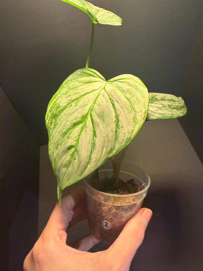 Philodendron Majestic Hybrid - Thumbnail 2