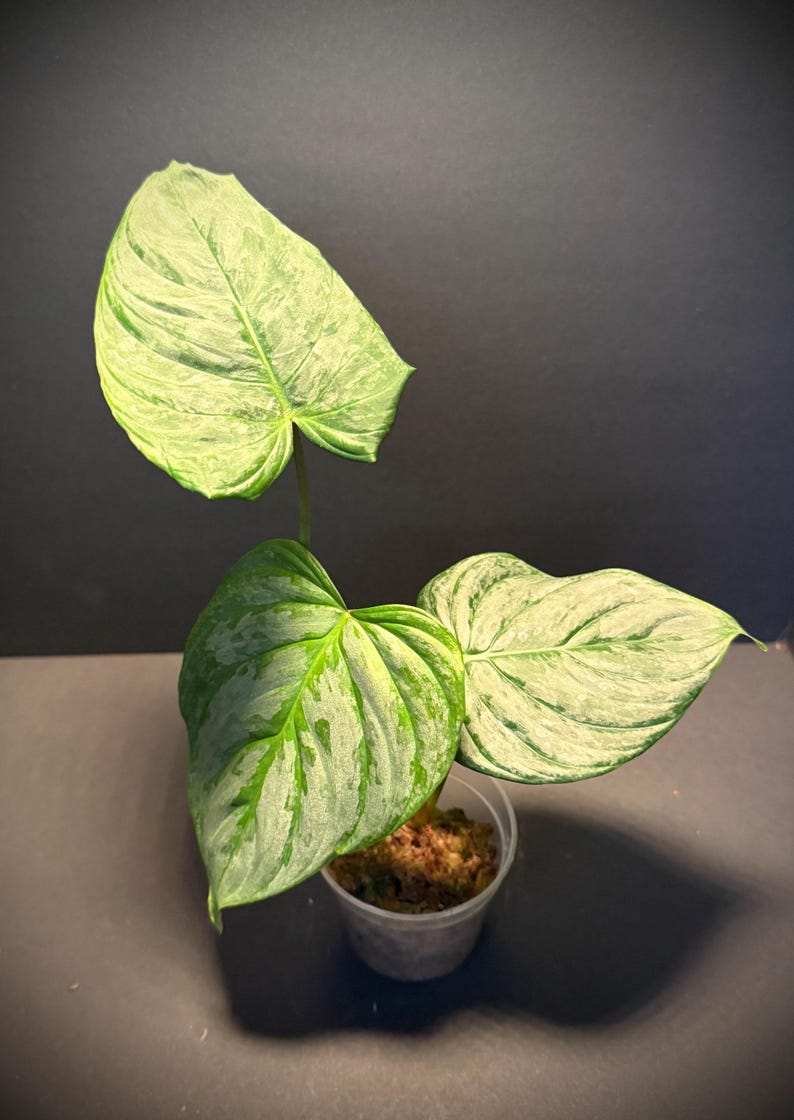 Philodendron Majestic Hybrid - Thumbnail 3