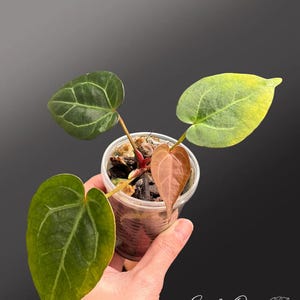 Puede incluir: Una peque&ntilde;a planta en maceta con hojas grandes en forma de coraz&oacute;n en tonos verdes y marrones. Las hojas tienen venas prominentes y una superficie ligeramente texturizada. La planta est&aacute; en una maceta de pl&aacute;stico transparente, sobre un fondo oscuro.