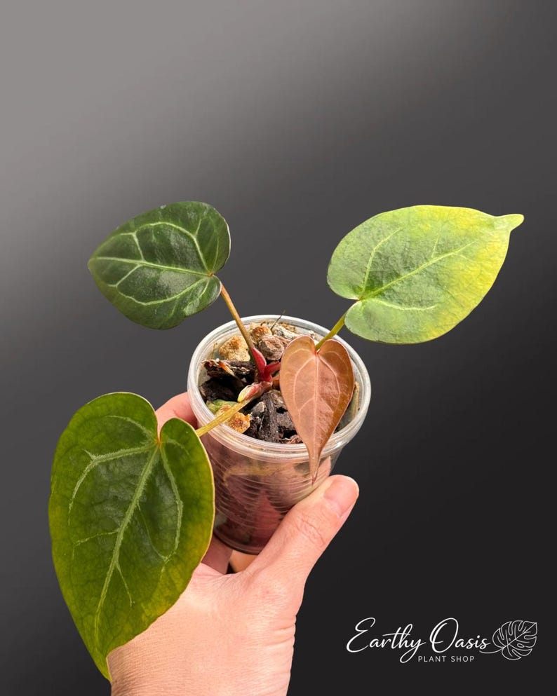 Puede incluir: Una peque&ntilde;a planta en maceta con hojas grandes en forma de coraz&oacute;n en tonos verdes y marrones. Las hojas tienen venas prominentes y una superficie ligeramente texturizada. La planta est&aacute; en una maceta de pl&aacute;stico transparente, sobre un fondo oscuro.