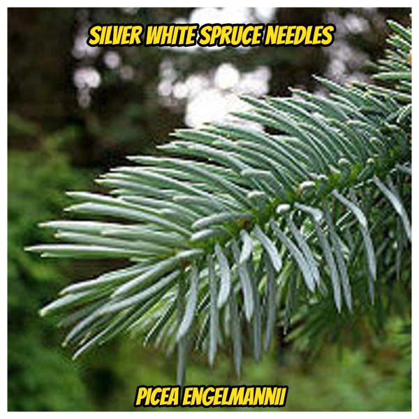 Silver White Spruce Needles, Picea engelmannii, Fresh Needles,,Organic, Natural Needles