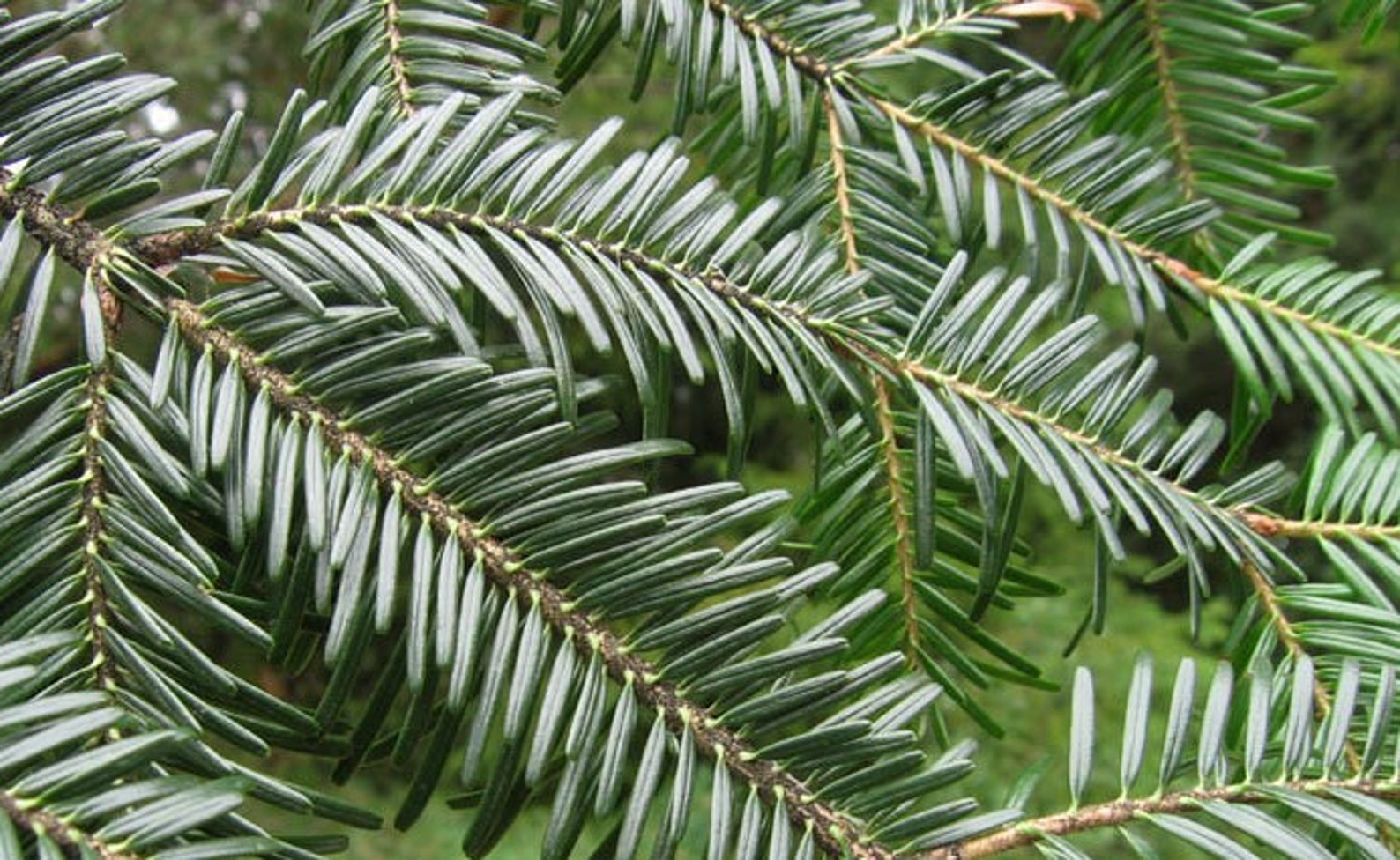 European White Fir Needles, Abies Alba, Natural Needles