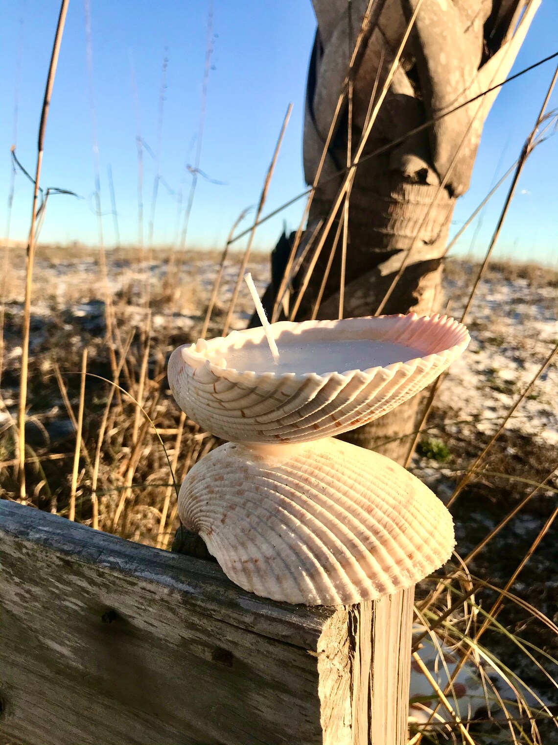 Seashell candle soy wax candle nautical gift handmade Etsy