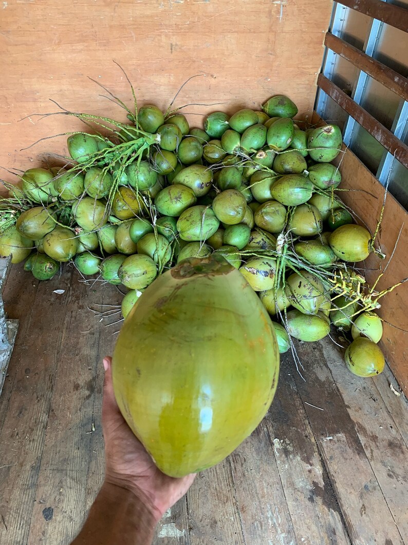 Fresh Green Florida Coconuts Etsy