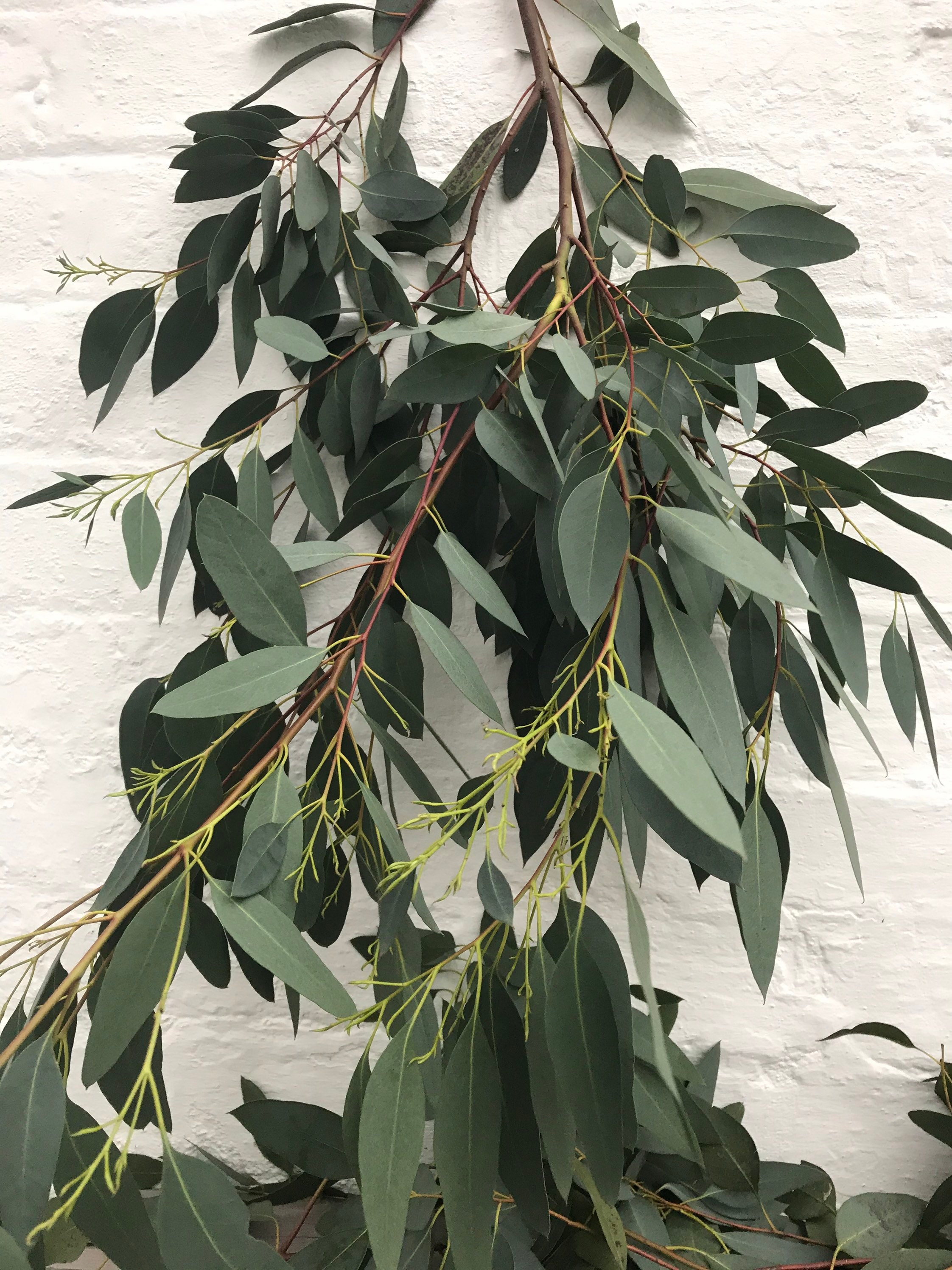 Fresh Eucalyptus Stems Etsy UK