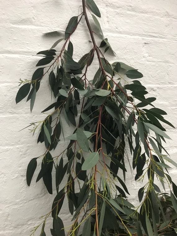 Fresh Eucalyptus Stems Etsy UK