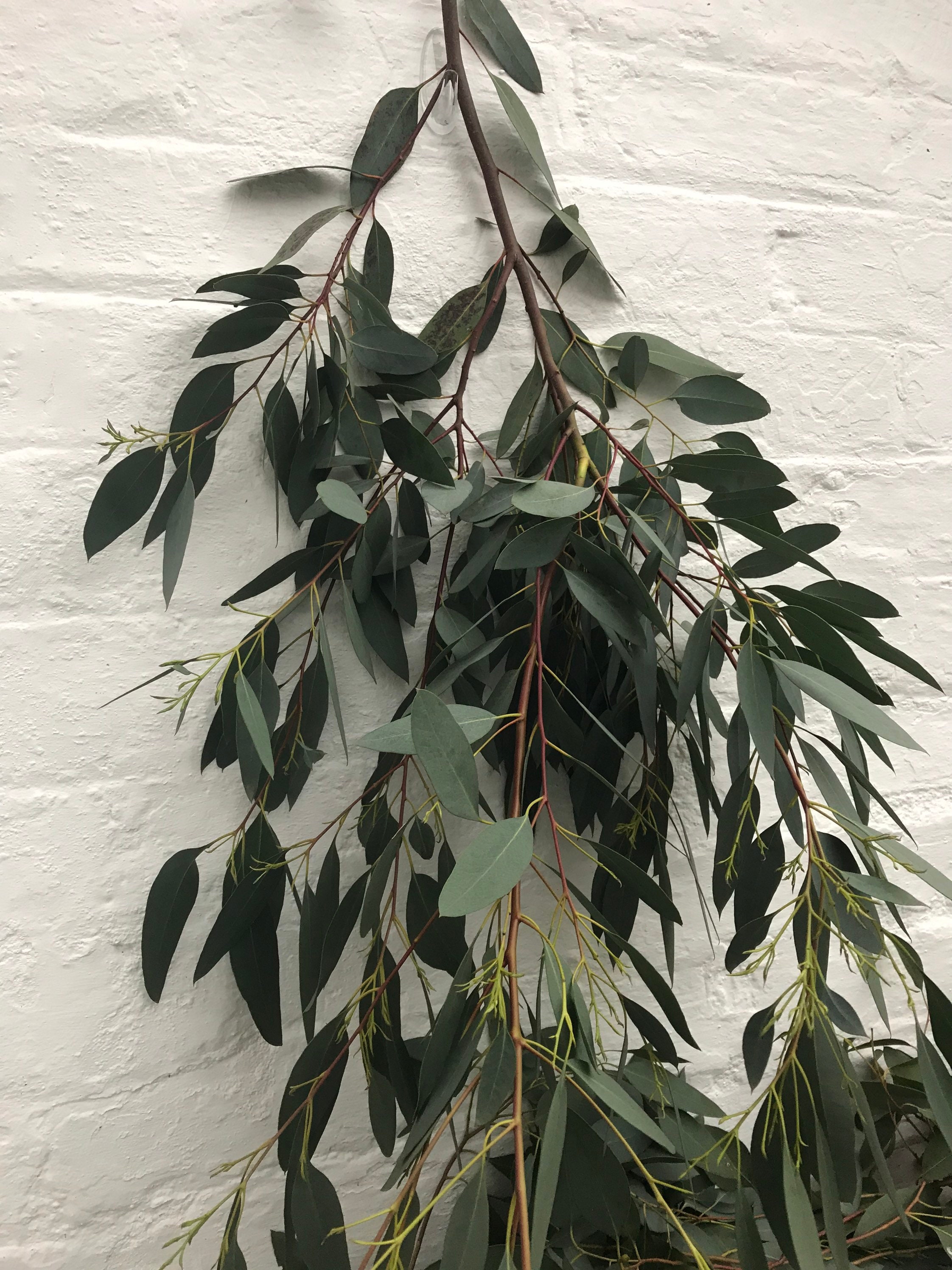 Fresh/dried Eucalyptus Stems Etsy