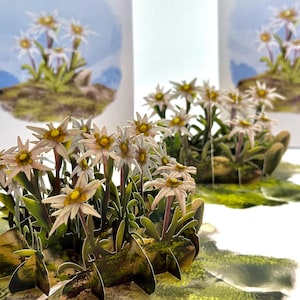 May include: A 3D pop-up card featuring a detailed depiction of edelweiss flowers. The card showcases white and yellow flowers with green foliage, set against a backdrop of a blue sky and a small hill. The card is designed to stand upright.