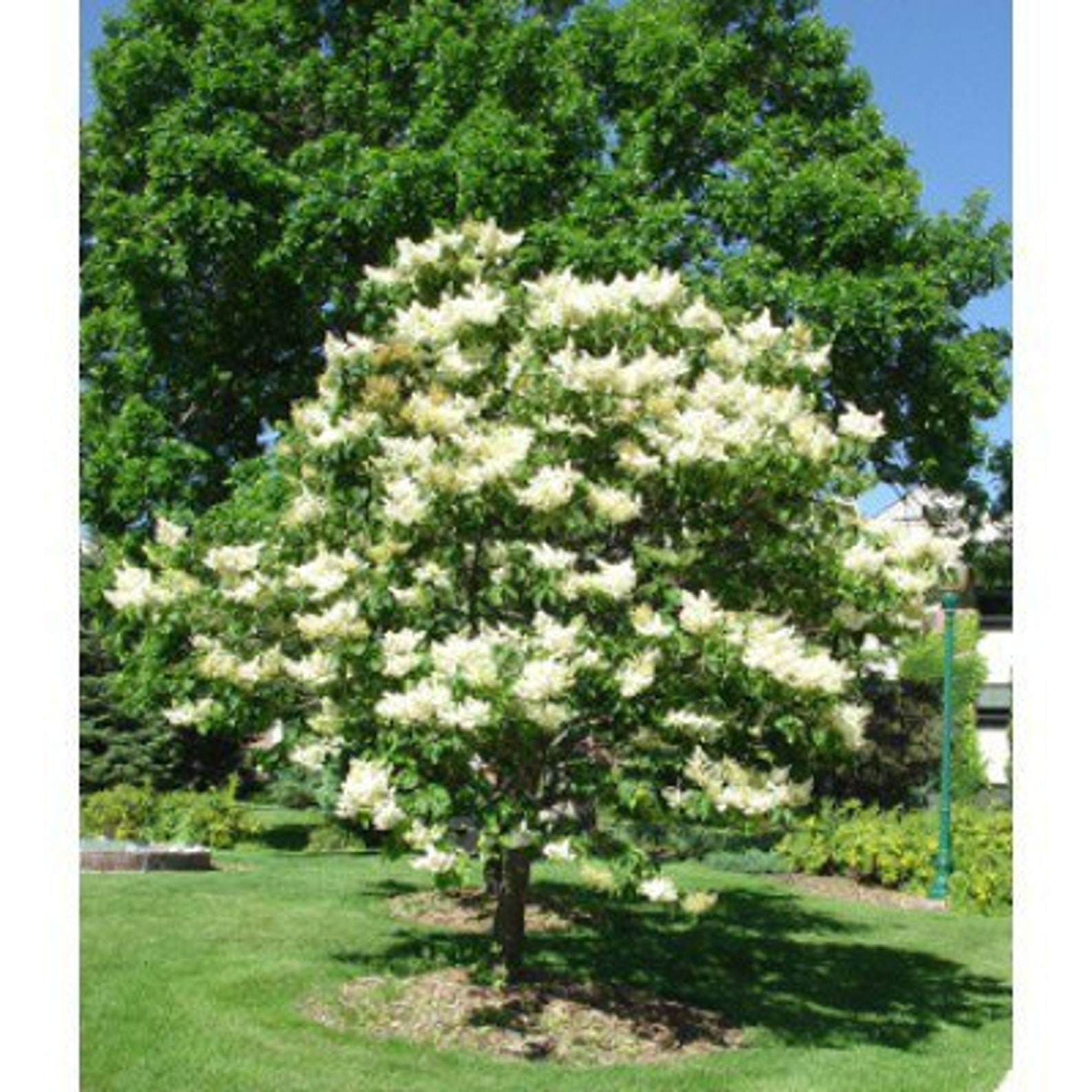 Japanese Lilac Tree Seeds image 0.