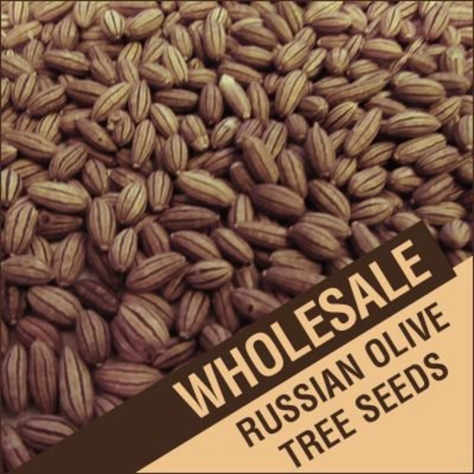 Wholesale Russian Olive Tree Seeds Etsy