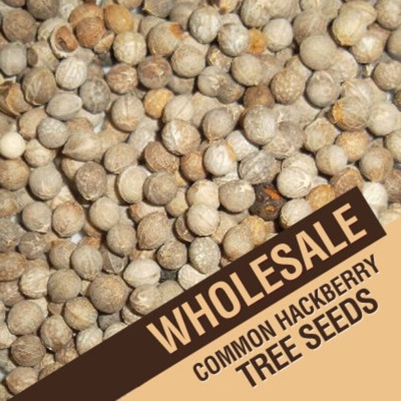 Wholesale Common Hackberry Tree Seeds Etsy