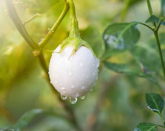 White  Small Eggplant Seeds, Hạt Cà Pháo Trắng